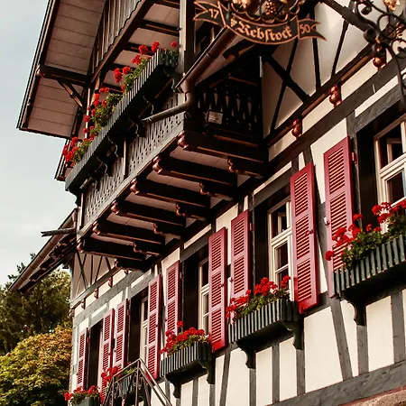 Rebstock Waldulm Kappelrodeck